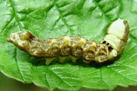 Thyatira batis, caterpillar  1796