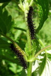 Araschnia levana, caterpillars  1808