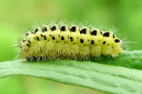 Zygaena filipendulae, caterpillar  1813