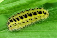 Zygaena filipendulae, caterpillar  1815