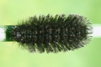 Amata phegea, caterpillar  1816
