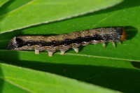 Anorthoa munda, caterpillar  1817