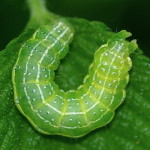 Cosmia trapezina, caterpillar  1827