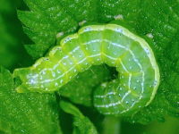 Cosmia trapezina, caterpillar  1828