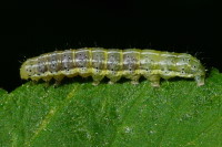 Cosmia trapezina, caterpillar  1872