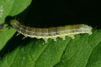 Cosmia trapezina, caterpillar  1873