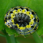 Orthosia miniosa, caterpillar  1875