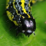 Orthosia miniosa, caterpillar  1876