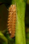 Favonius quercus, caterpillar  1881