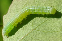 Cosmia trapezina, caterpillar  1967