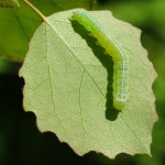 Cosmia trapezina, caterpillar  1968