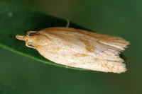 Clepsis coriacanus