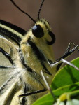 Papilio machaon  1997