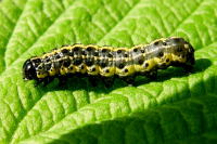 Orthosia miniosa, caterpillar  2005