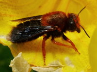 Megachile sicula  2040