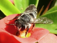 Megachile sp., female  2043