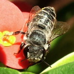 Megachile sp.  2044