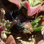 Podalonia affinis concolor, female  2062