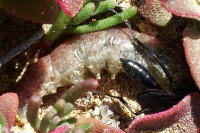 Podalonia affinis concolor, female  2063
