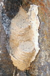 Megachile sicula, Nest  2069