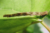 Eupithecia sp., Raupe  2070