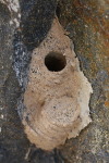 Megachile sicula, nest  2076