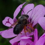 Megachile sicula, male  2090