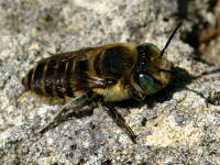 Megachile sp.  2134