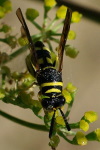 Leucospis sp., weiblich  2140