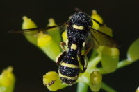 Leucospis sp., male  2161