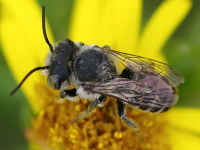 Megachile sp.  2168
