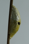 Brachymeria sp.  2184
