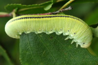 Cimbex femoratus, larva  2198