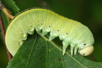 Cimbex femoratus, larva  2199