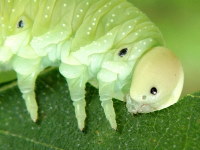 Cimbex femoratus, larva  2200