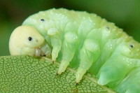 Cimbex femoratus, larva  2201