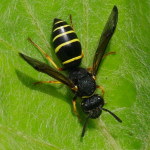 Odynerus spinipes, female  2210