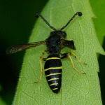 Odynerus spinipes, männlich  2211