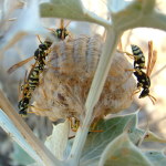 Polistes gallicus s. l., wasps' nest  2219