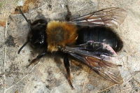 Andrena clarkella  2239