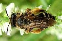 Andrena cf. flavipes  2249