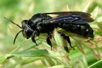 Andrena agilissima  2250