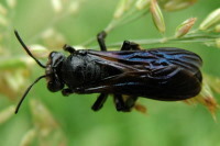 Andrena agilissima  2251