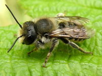Megachile sp.  2254