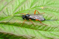 Ichneumonidae  2262