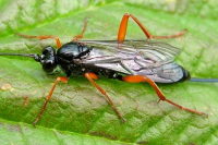 Ichneumonidae  2263