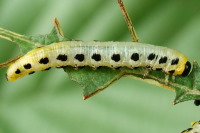 Craesus septentrionalis, larva  2278