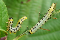 Craesus septentrionalis, larvae  2279