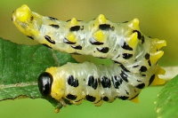 Craesus septentrionalis, larva  2281
