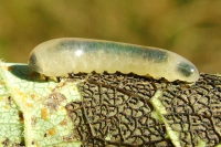 Caliroa tremulae, larva  2282
